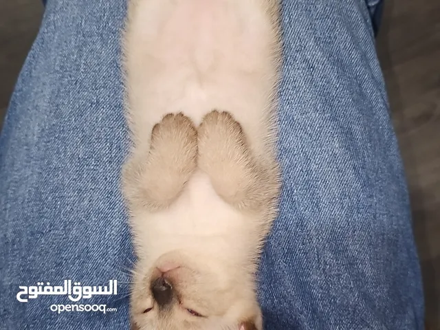 قطة مع امها لل بيع