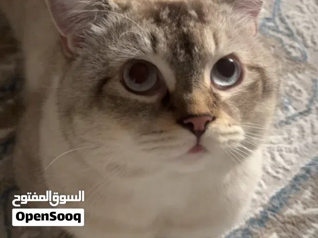 قط ذكر سيامي لينكس بوينت للبيع