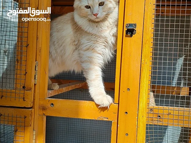 للبيع قطان جميلان ونادران بصحة جيدة معقمين ومحصنين بالكامل
