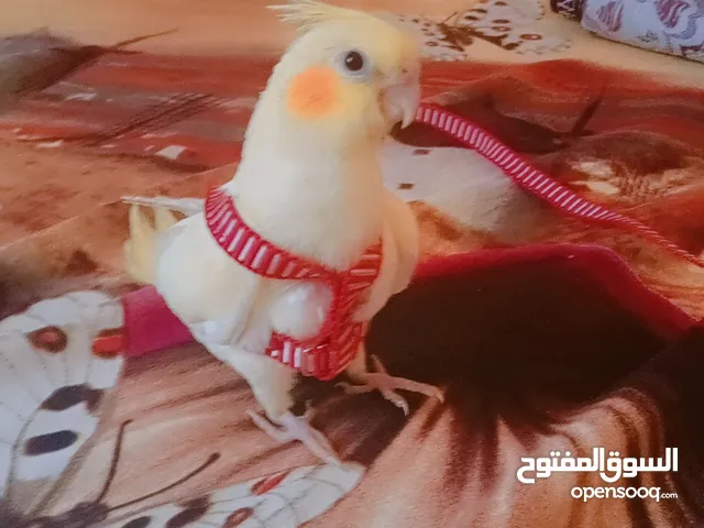 كوكتيل لاتيني بريل بدون عض مدرب تاكيل يدوي ءامن علي الاطفال لعبي جدا مفطوم