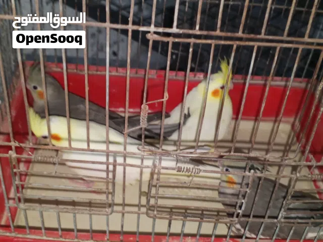 عصافير كوكتير بدي ابيع ثلات