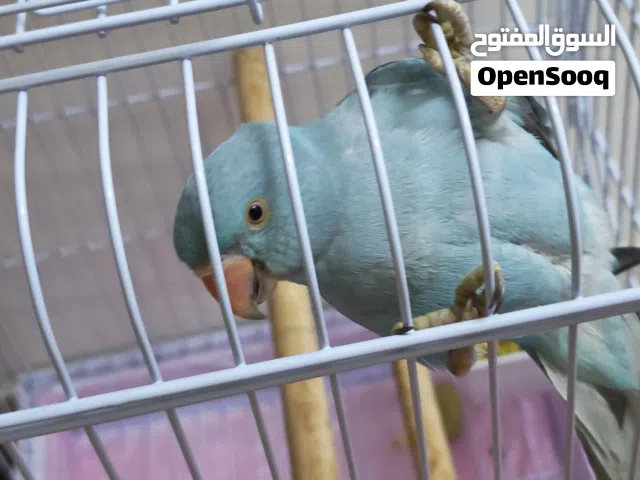 للبيع متو عمره شهرين اللون أزرق هولندي بحالة صحية ممتازة ونشيط جداً