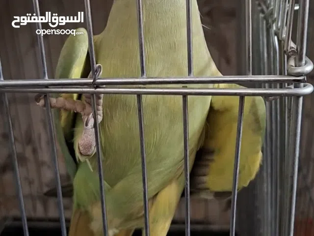 ببغاء دره فحل هندي