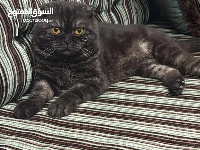Male Scottish Fold for Adoption