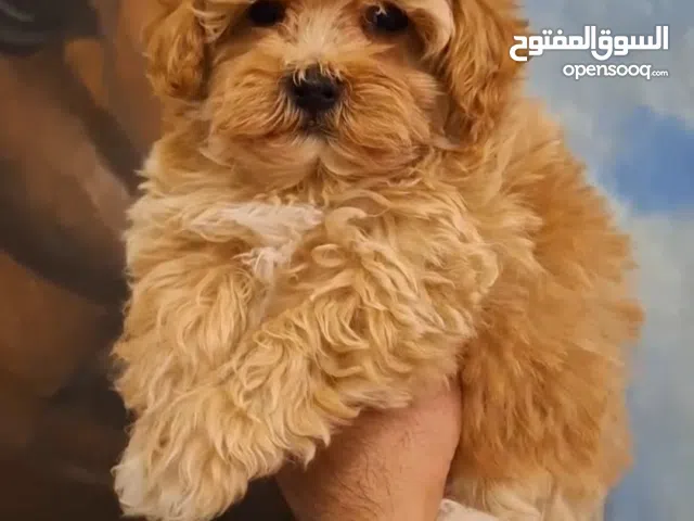 جراء مالتيبو Maltipoo