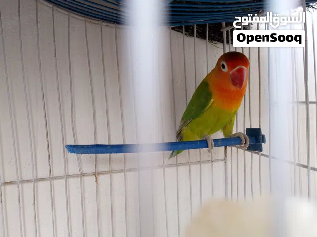 طير غندور للبيع