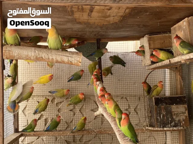 عصافير الروز للبيع او للبدل بكوكتيل  من منتجات٪٪