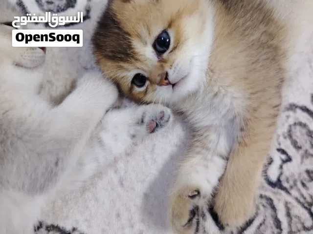 قطوه كيتن اسكوتش بريتش فولد واستريت 45 يوم للبيع وليس للتبني
