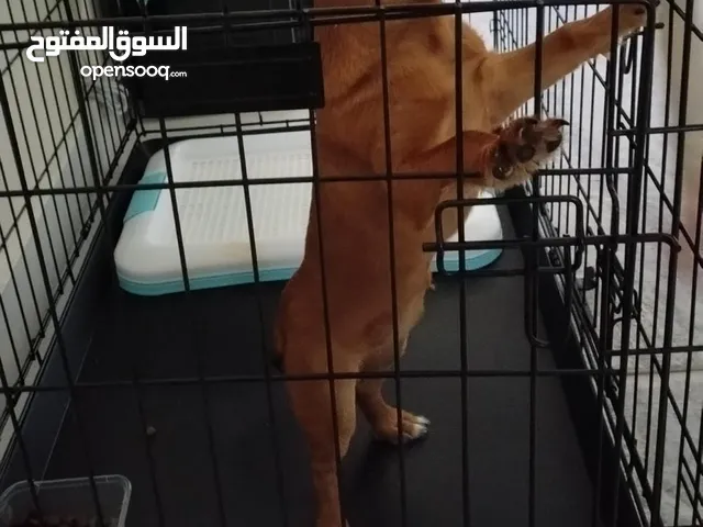 كلب أنثى شيواوا شعر قصير اللون بني