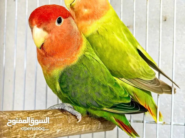 زوج منتج للبيع او للبدل بأزواج حمام زينه