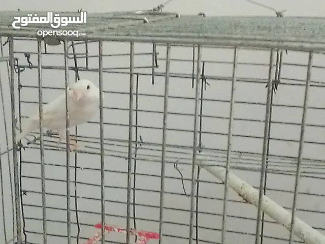 عصافير للبيع