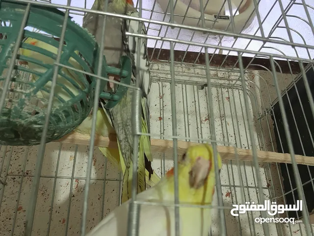 كوكتيل لاتينو وايزابيل