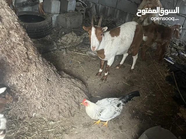 ماعز للبيع ابي الخصيب حمدان