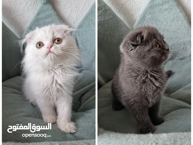 Scottish fold سكوتش فولد