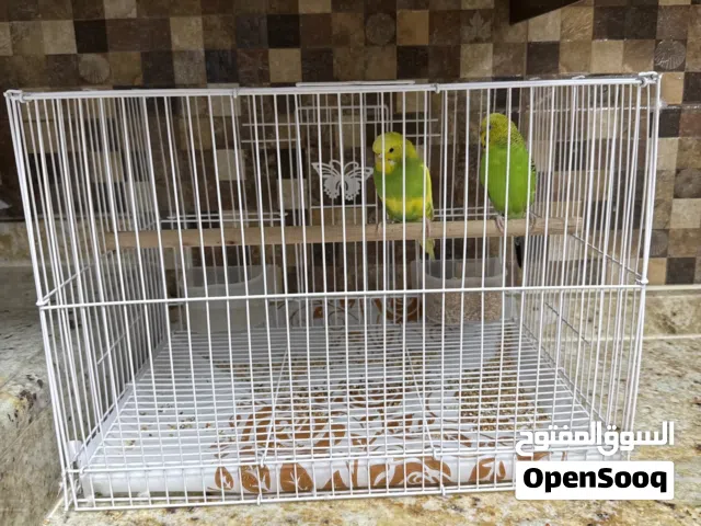 Budgie bird pair with cage and food