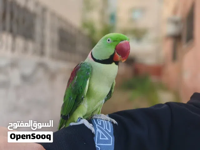 ببغاء كساندرا ذكر أليف أية بالجمال محجل ريش كامل
