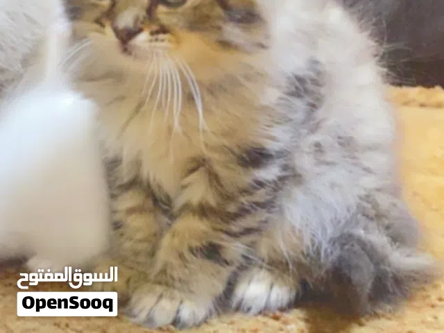 قطة انثى متعوده عاللتر بوكس والويت فود ام سيامي واب برتش