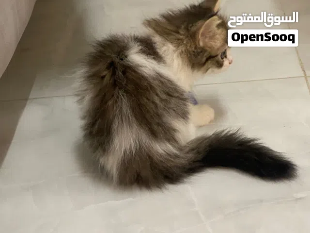 قطط شيرازيه للبيع