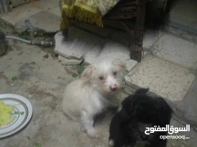 كلاب للبيع