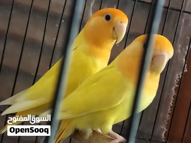 قصوص شغاله متعودين علي الاكل الطري