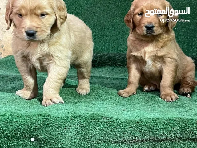 golden retriever puppies