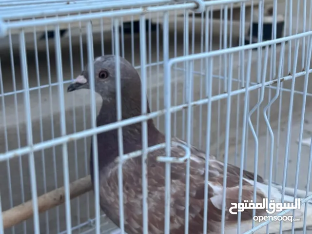 اللبيع حمام زاجل