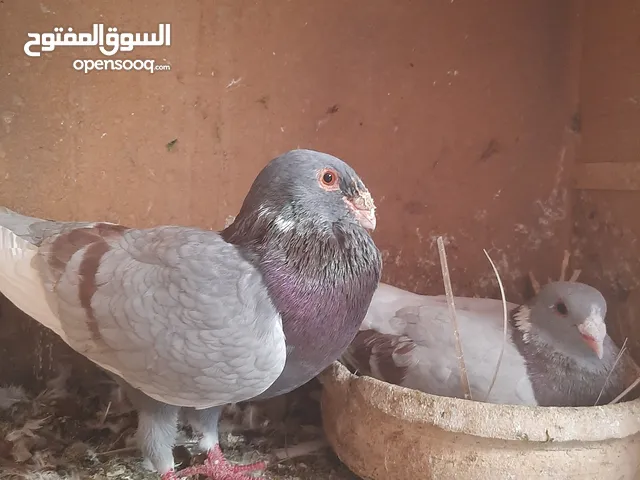 3 جواز شغالات للبيع اقراء الوصف قبل ماترن  كل جوز اله سعر
