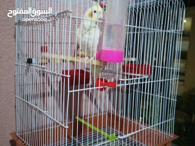 مطلووب طيرة كوكتيل لاتينو او البينو اليفه