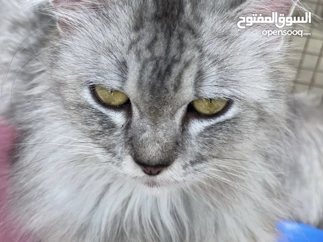 قطة شيرازية