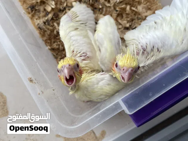 للبيع فروخ كوكتيل لاتينو غر