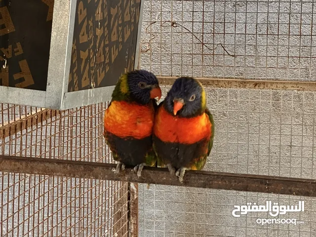لوري زوج مع فحص