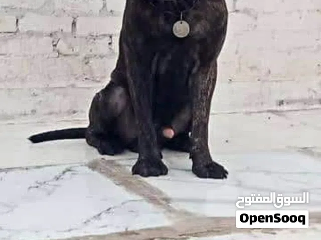 للبيع امراكي