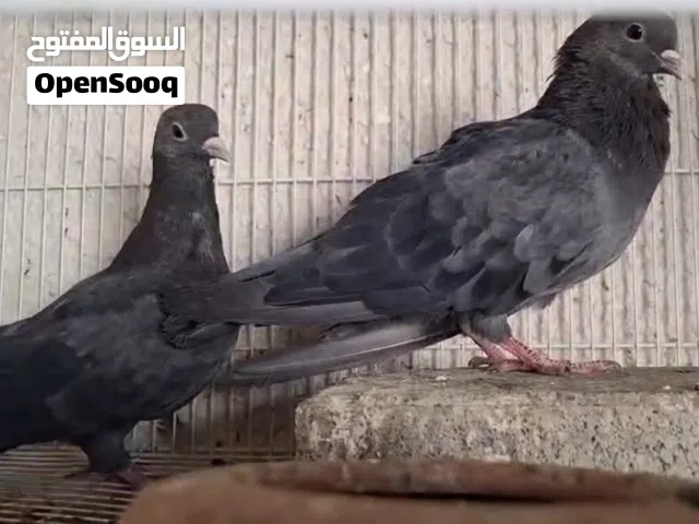 حمام صنعاوي حجم صغير