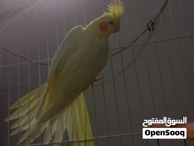 عصفور كوكتيل