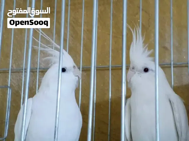 طيور كوكتيل