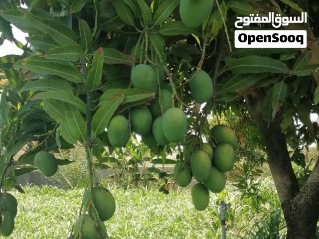 حدال عماني