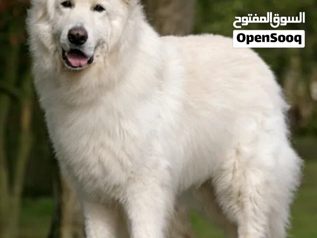 مطلوب جرو كلب وايت جيرمن