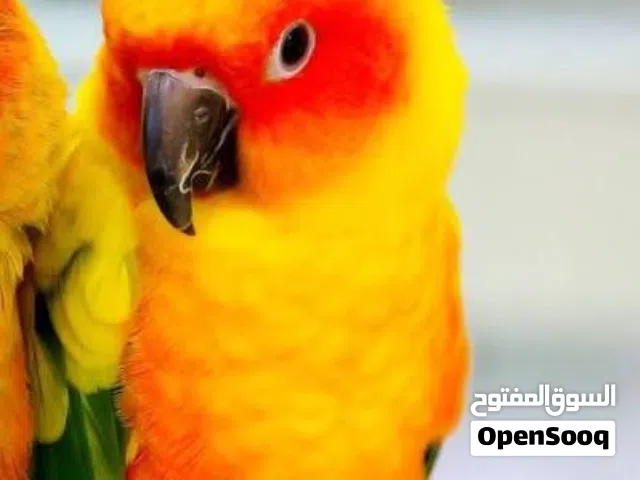 Wanted: Conure for Adoption