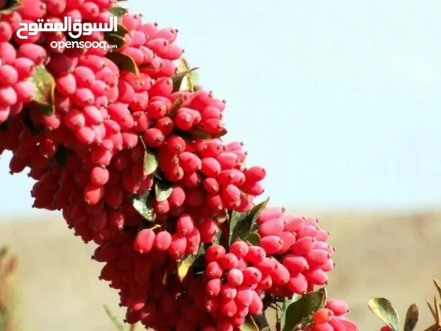 أفضل أنواع البرباريس الإيراني ذو الجودة الممتازة والطعم الحلو والحامض،
