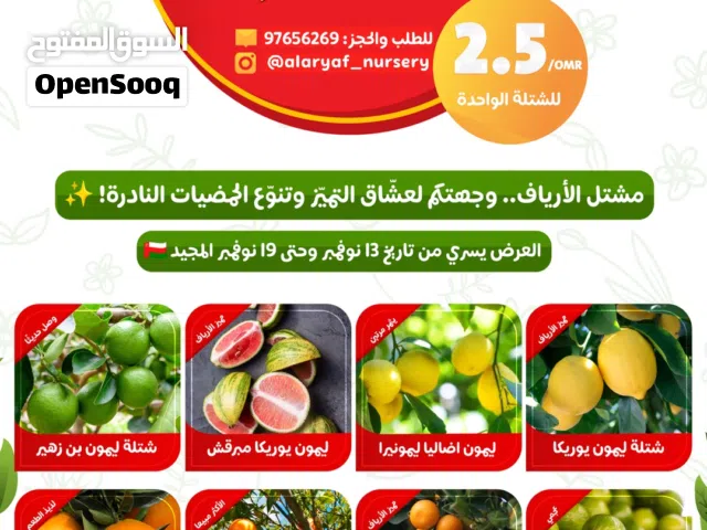 عرض شتلات وأشجار الحمضيات - البرتقال - الليمون - ليمون غزير الاثمار يوسفي المندرين - برتقال سكري