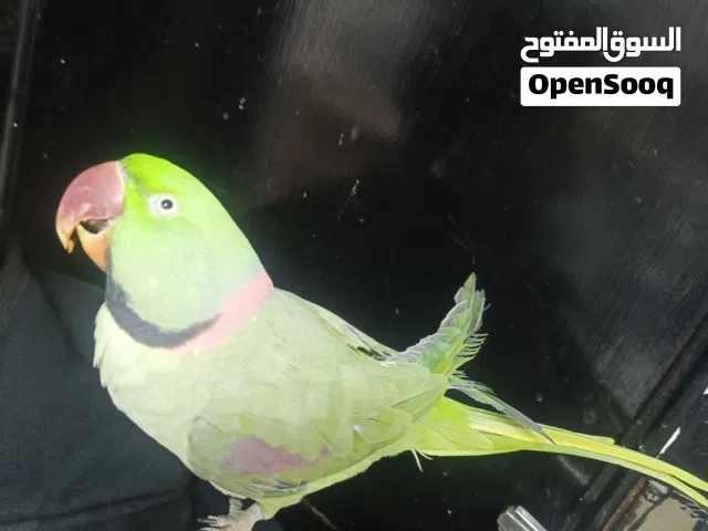 ببغاء للبيع