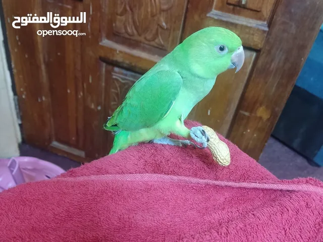 طير دره للبيع