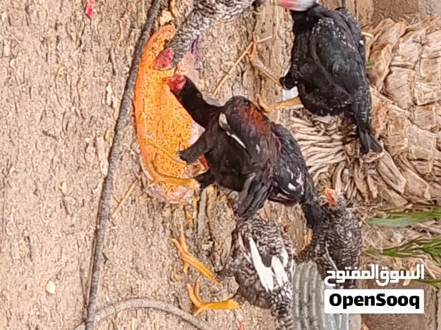 دجاج هراتي ودجاجه المانيه ودجاجه عربيه