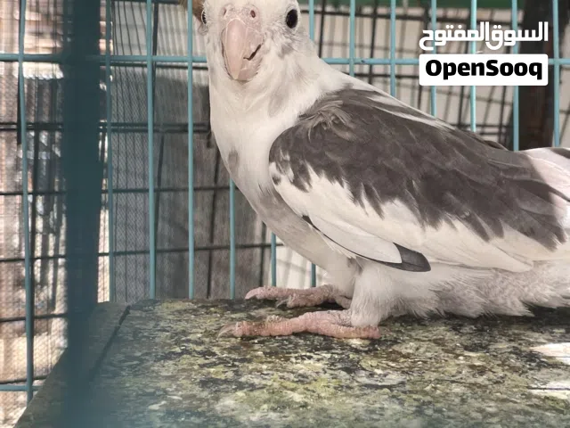 كروان ( كوكتيل ) زوج للبيع