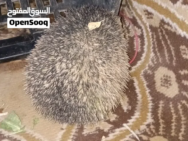 هامستر ( 20.000) ريال يمني