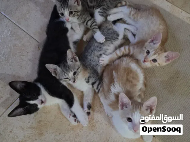 قطط للبيع .