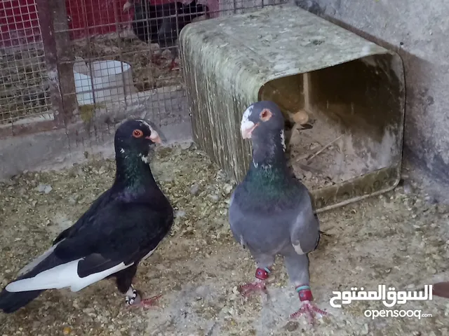 متاح حمام جوز