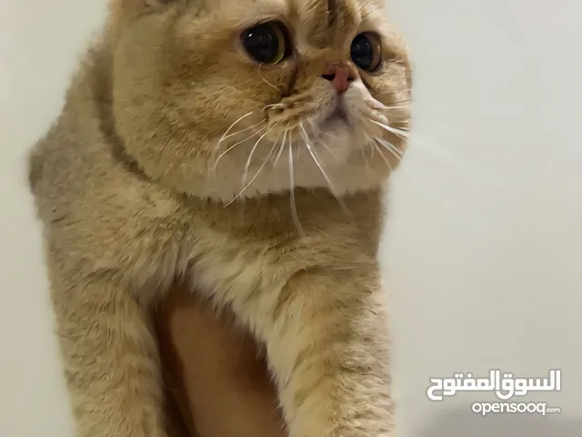 قطو سكوتش تربل فولد مستوى فاخر ذكر