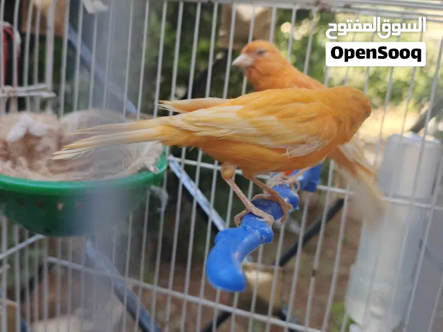 جوزين عصافير حب هوجو رومو وكنارات حمر أهالي فراخ جاهزات ومنتجات
