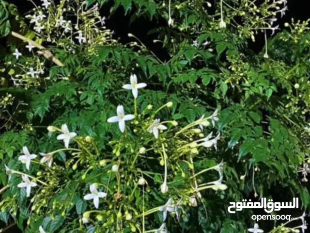 شجرة الملنجتونيا شجره عطريه جميله جدا